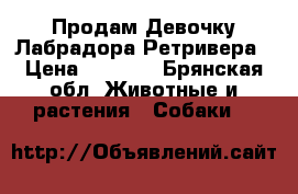 Продам Девочку-Лабрадора Ретривера › Цена ­ 5 000 - Брянская обл. Животные и растения » Собаки   